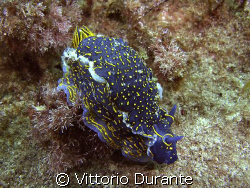 Hypselodoris Picta by Vittorio Durante 